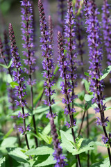 Fototapeta premium 紫色のセージ
