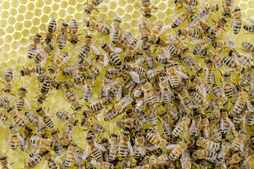 pszczoły na plastrze w pasiece wiosną
