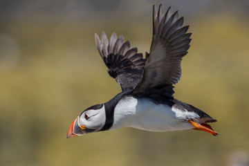 Puffin in flight (Fratercula arctica), Farne islands, Scotland