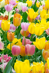 Colorful Keukenhof during spring, Netherlands