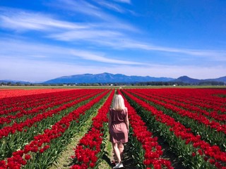traveler girl walks the tulip field in Norway.