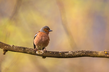 Vogel im Fr&uuml;hling