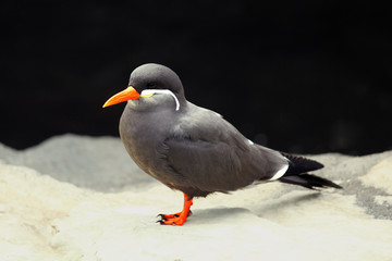 The Inca tern (Larosterna inca) sitting on the rock in the shore with black background