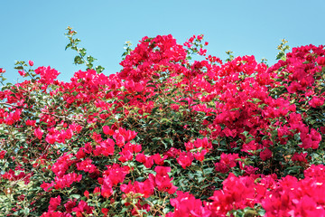 Obraz premium Daylight view to sun shining on colorful Bougainvillea flowers