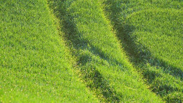 gr&uuml;n gerste feld wind 4k