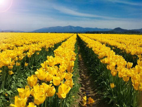Field of yellow tulips in the mountains. Seattle Festival.