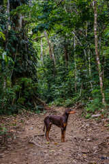 dog in rainforest, dog in jungle , dog in forest  landscape