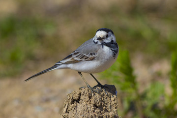 Wagtail shot close-up.