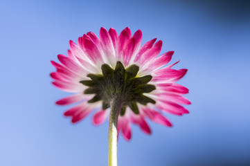 Amazing daisies, Bellis perennis flower head, flowering plants with white pink petals and yellow center © Iva