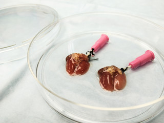 lung organ in petri dish
