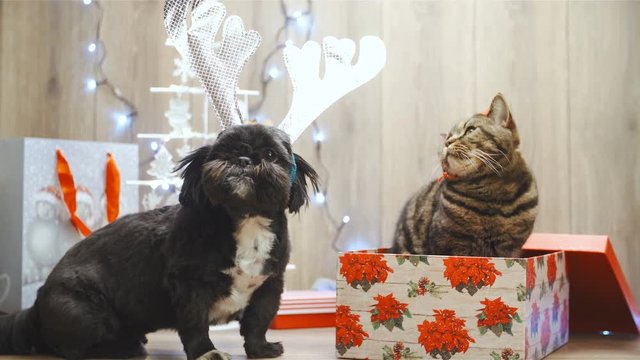 Christmas spirit cat and dog posing 4K