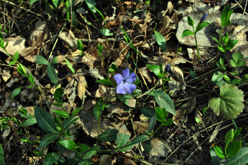 Vinca major (bigleaf periwinkle, large periwinkle, greater periwinkle, blue periwinkle) flower, grassand dry leaves background