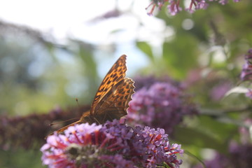 Butterly on a Buddleia Flower