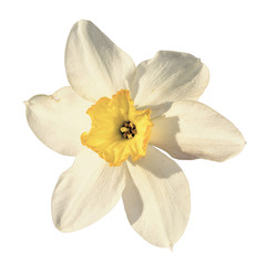 One narcissus flower isolated on white background