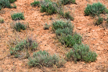 Semi-desert landscape with sagebrush
