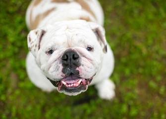 A happy English Bulldog looking up