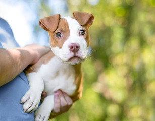 A cute red and white Pit Bull Terrier mixed breed puppy in the arms of its owner