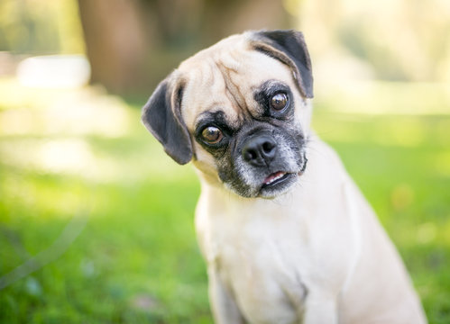 A Pug/Beagle mixed breed dog listening with a head tilt