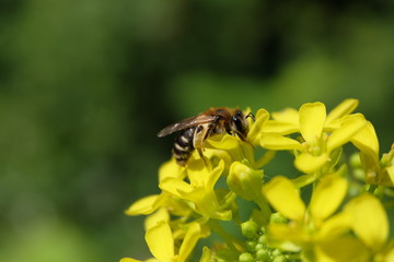 Bee and yellow blossom - Stockphoto