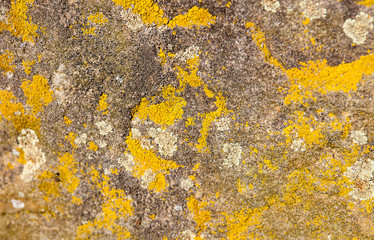 Old stone surface with lichen