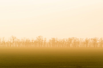 Windbreak belt with morning fog