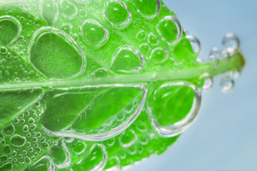 fresh mint leaf © Алексей Филатов