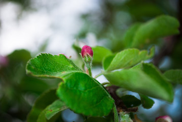 Apple flowers, Spring blossom with copy space.