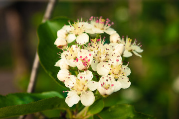 Black Rowan spring flowers. Perfect abstract spring background