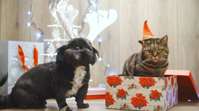 Getting a cat and dog for Christmas presents 4K