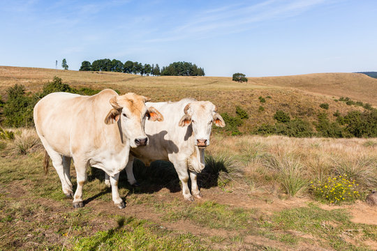 Farming Animals Cattle Closeup Countryside Landscape