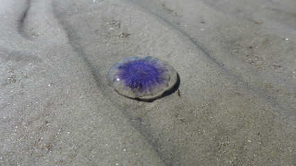 Qualle im Fan&oslash; Watt