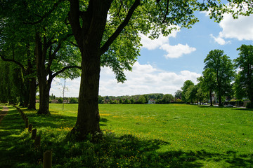 Tree alley and meadow in summer.