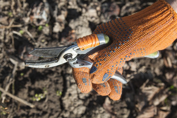 Hand holding the pruning shears