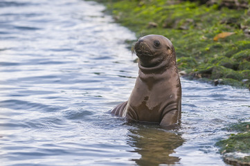 Sea Lion Baby, Patagonia Argentina