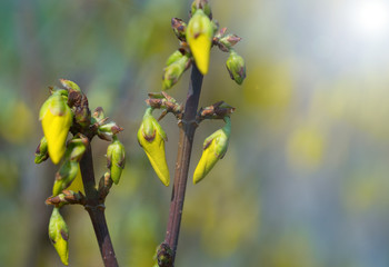 Green buds on branches in spring. Nature and blooming in spring time. Close-up