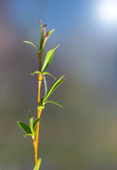 spring blossoming buds of a tree