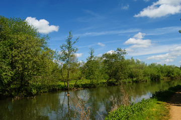 Fototapeta na wymiar River with trees and grass on the bank. Scenic summer landscape