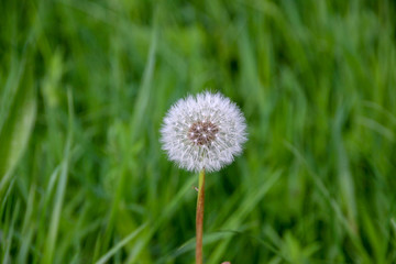 dandelon in a green meadow
