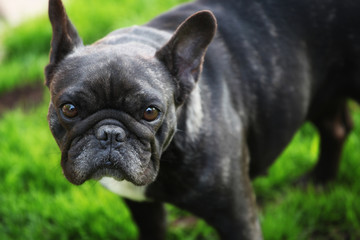 Black French Bulldog Garden 