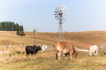 Farming Animals Cattle Closeup Countryside Landscape