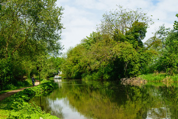 Fototapeta premium River and green trees. Countryside landscape in summer.