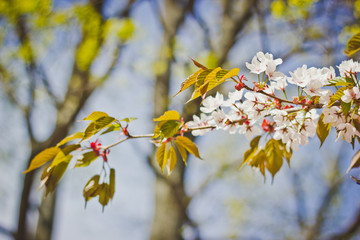 blossom sakura branch with blue sky on background