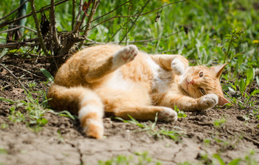 the ginger cat rolls in the grass