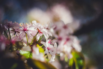 Naklejka premium Pink sakura blossom branch close-up