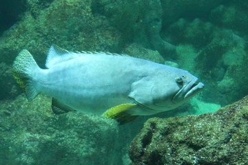 poissongris bleu et jaune dans son aquarium