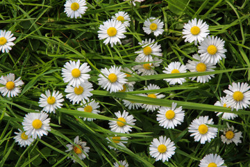 daisy in a meadow
