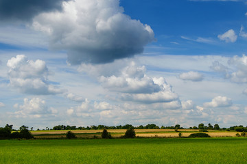 Fototapeta na wymiar Green meadow, field and big white clouds in blue skies. Summer countryside landscape