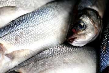 fish that has been caught in the sea