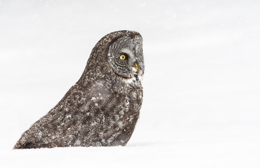 Great grey owl in the winter