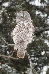 Great grey owl in the winter